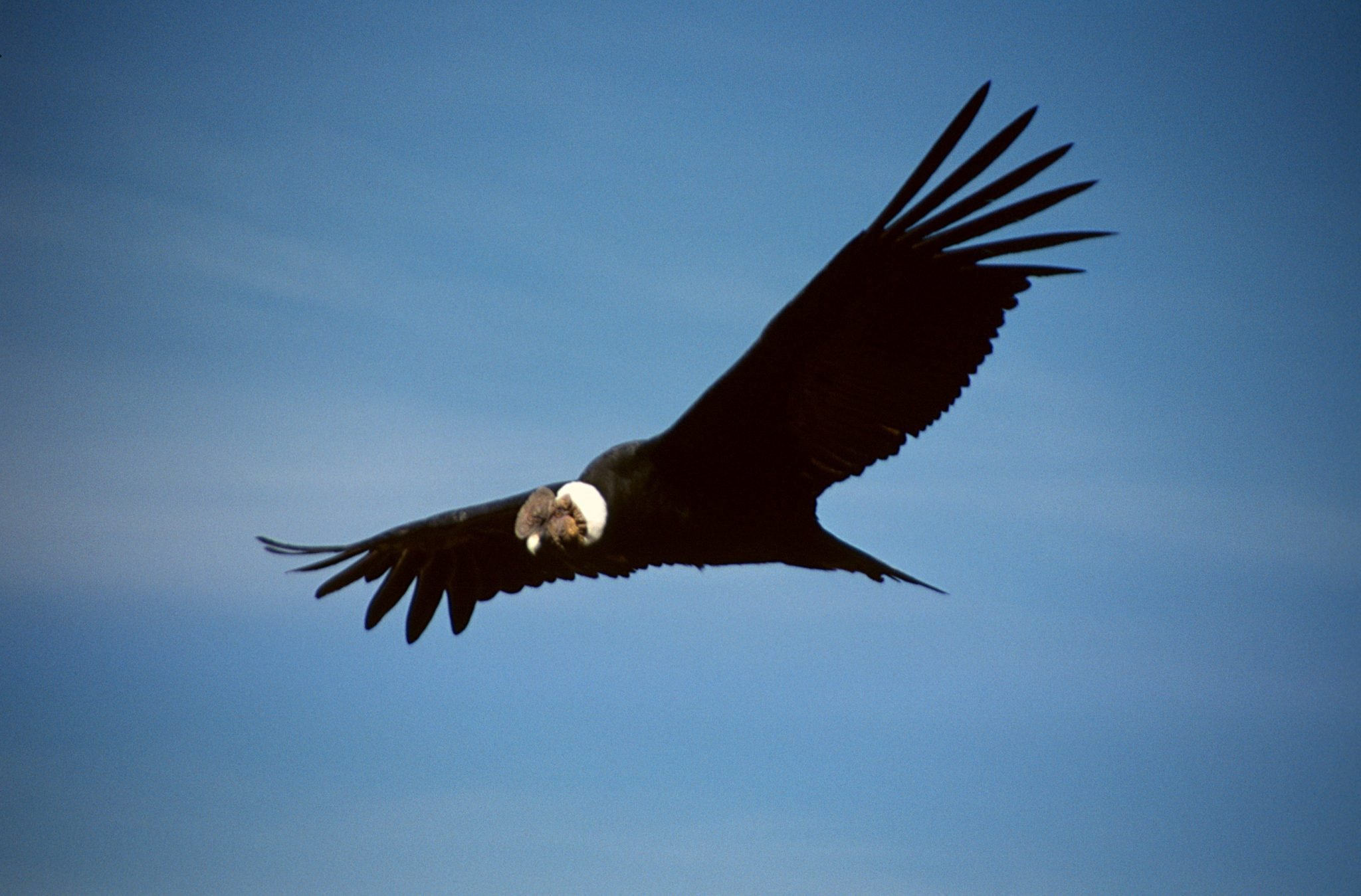 condor travel bolivia